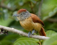 Barred Antshrike Female